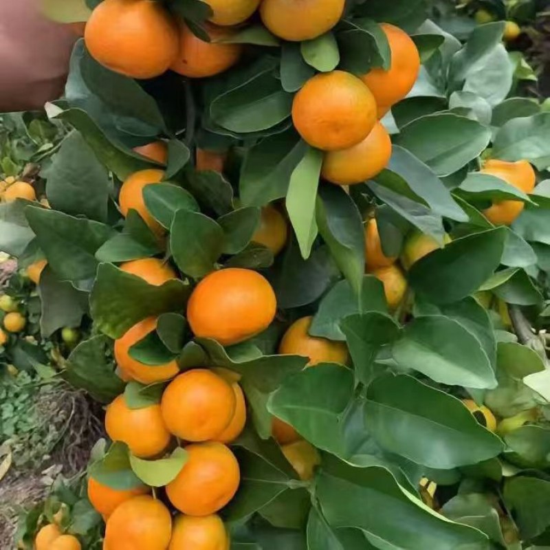 金秋砂糖橘