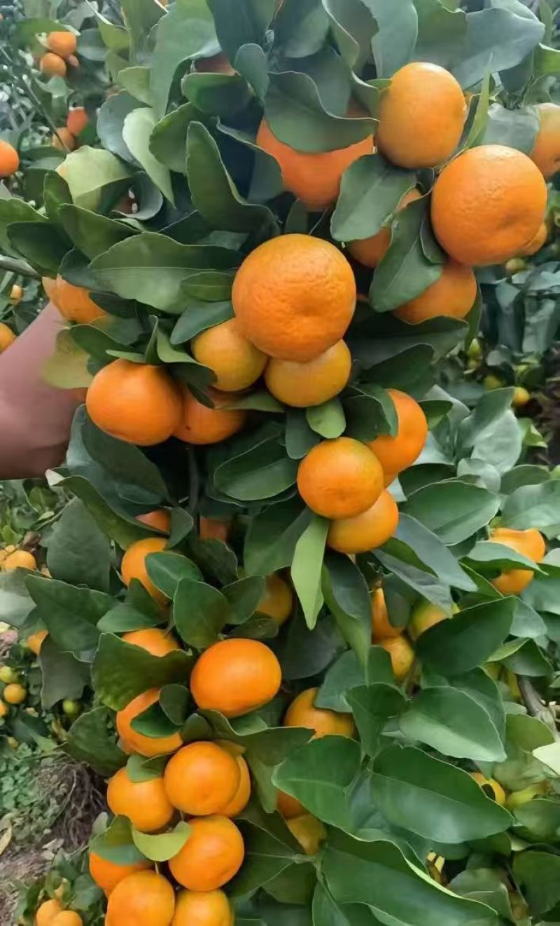 金秋砂糖橘