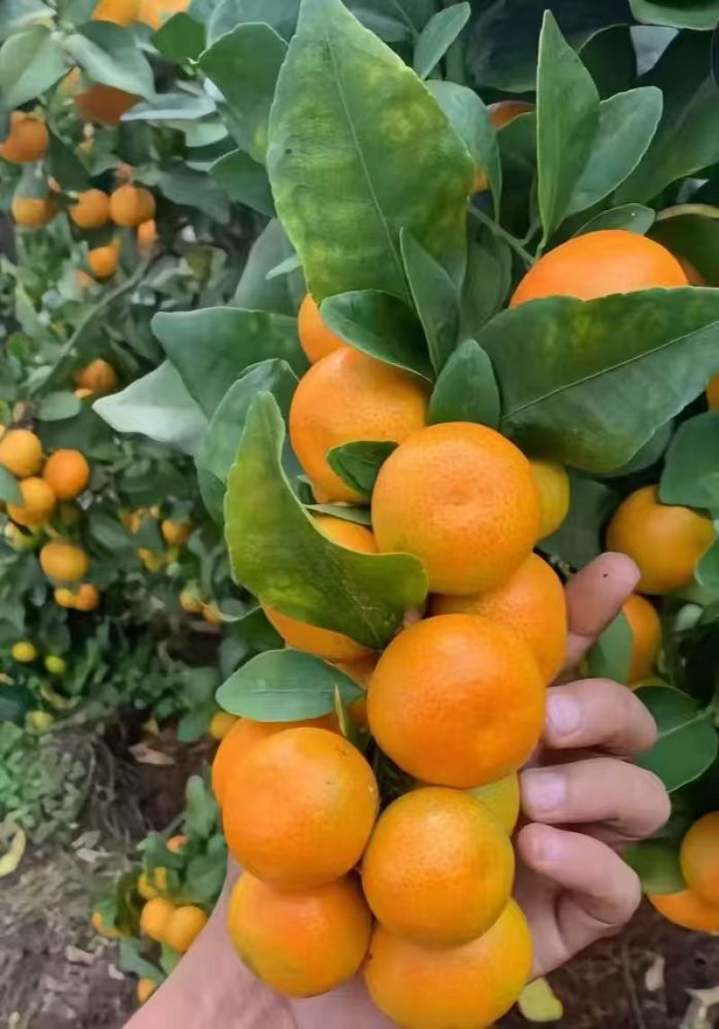 金秋砂糖橘