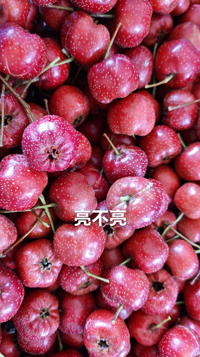 甜红子山楂