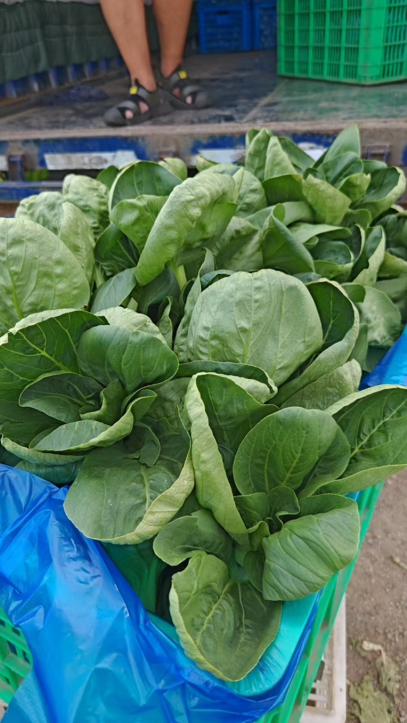 青菜青梗菜大量上市，量大价格从优，可视频看货
