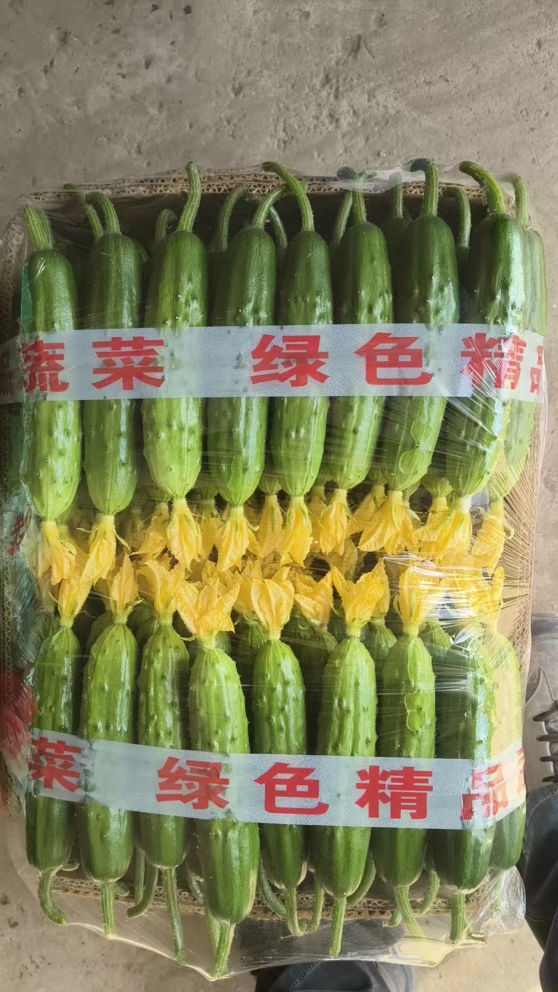 昌黎旱黄瓜基地直发量大从优支持全国发货