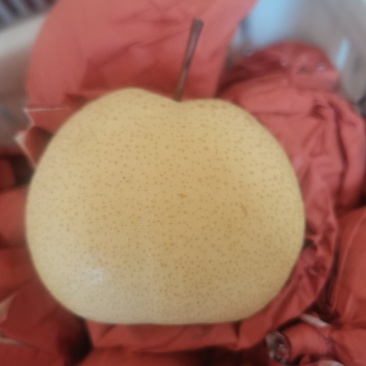 蒲城酥梨，产地直供，量大，需要联系***********