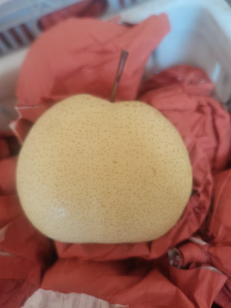蒲城酥梨，产地直供，量大，需要联系***********