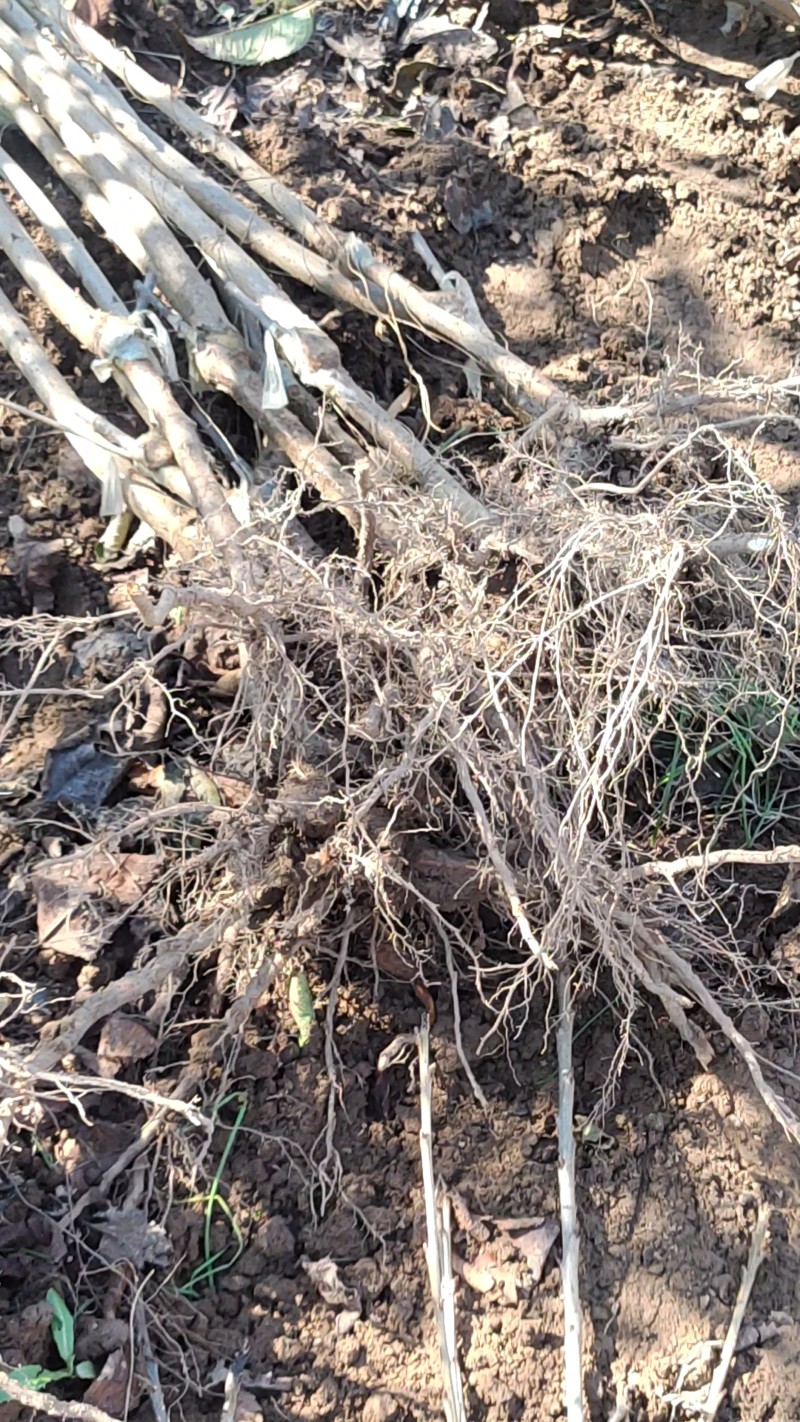 杏树苗，芒果杏，荷兰香蜜杏，吊干杏，苗圃现挖，产地直供