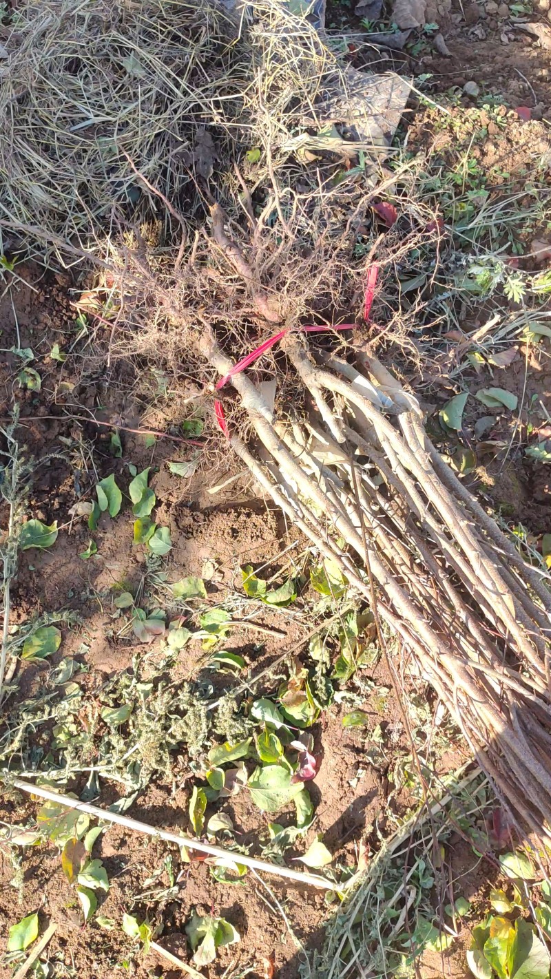 杏树苗，芒果杏，荷兰香蜜杏，吊干杏，苗圃现挖，产地直供
