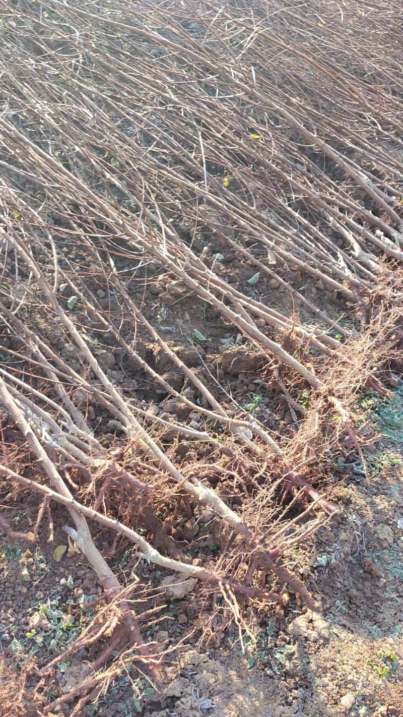 杏树苗，芒果杏，荷兰香蜜杏，吊干杏，苗圃现挖，产地直供