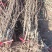 杏树苗，芒果杏，荷兰香蜜杏，吊干杏，苗圃现挖，产地直供