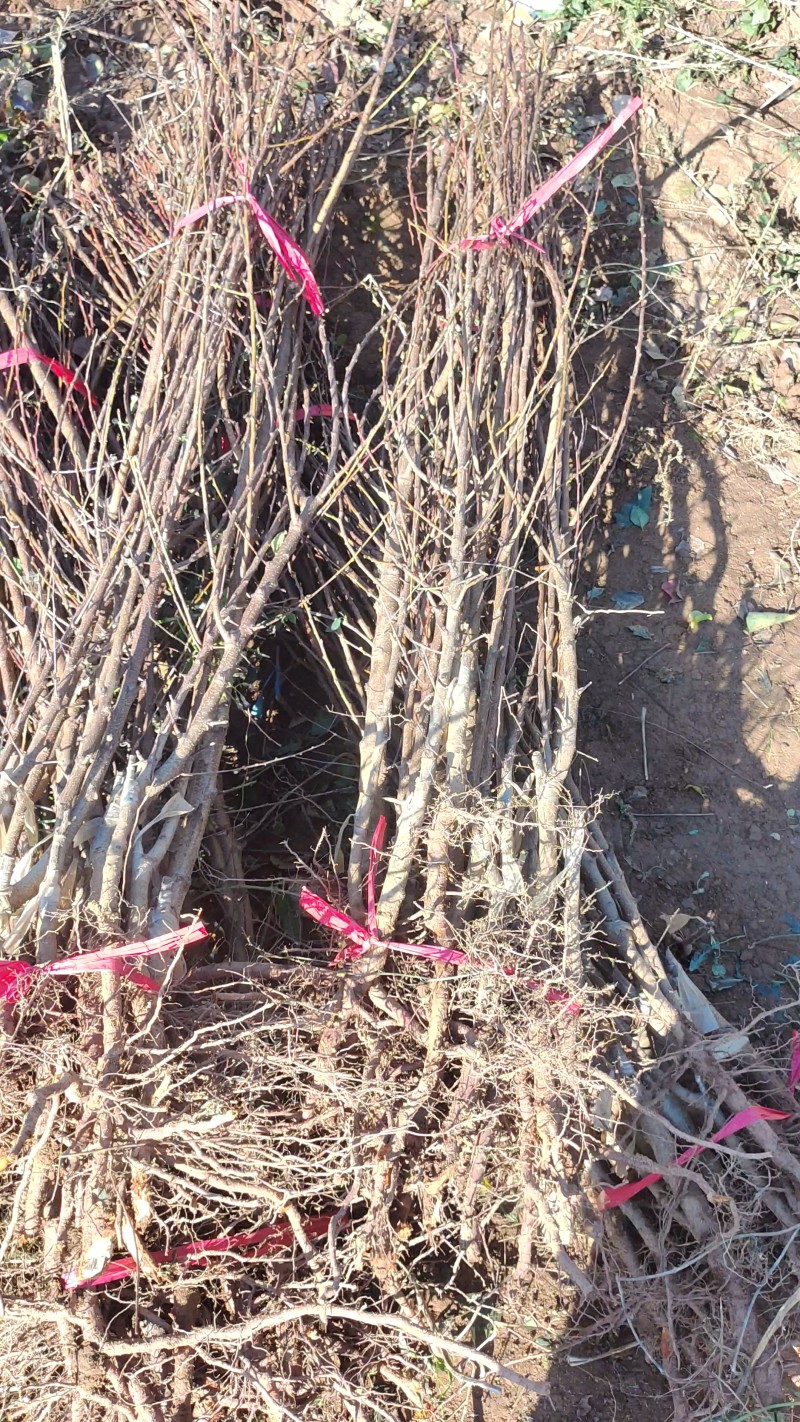 杏树苗，芒果杏，荷兰香蜜杏，吊干杏，苗圃现挖，产地直供