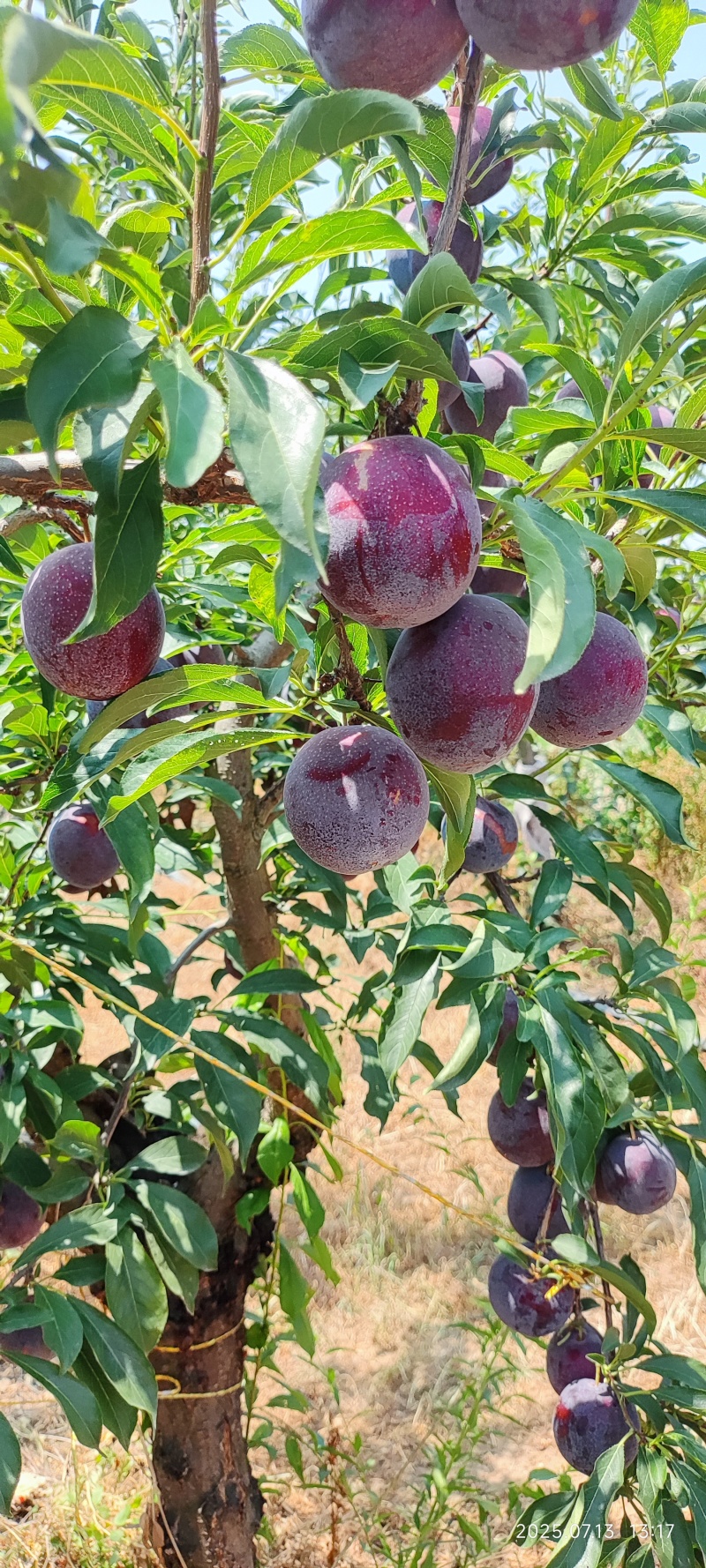 樱桃李，小仙子樱桃李，智利太阳李，美国樱桃李，高收益