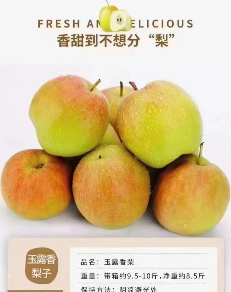 玉露香梨