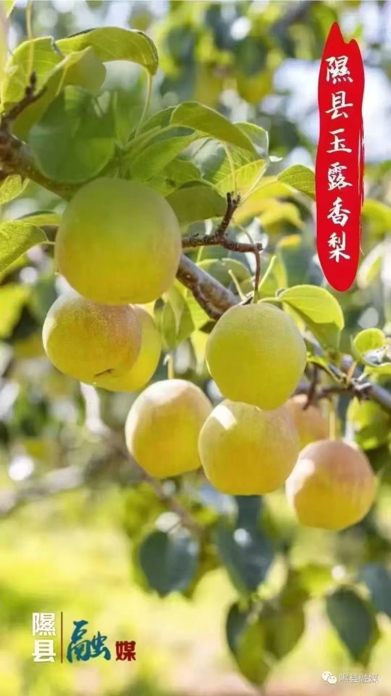 玉露香梨