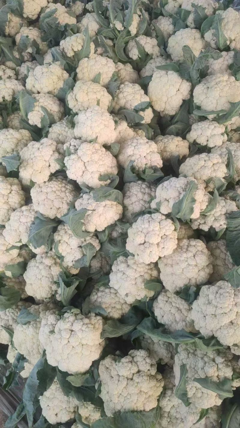 花菜，聊城花菜，有机菜花，湖北花菜，云南花菜