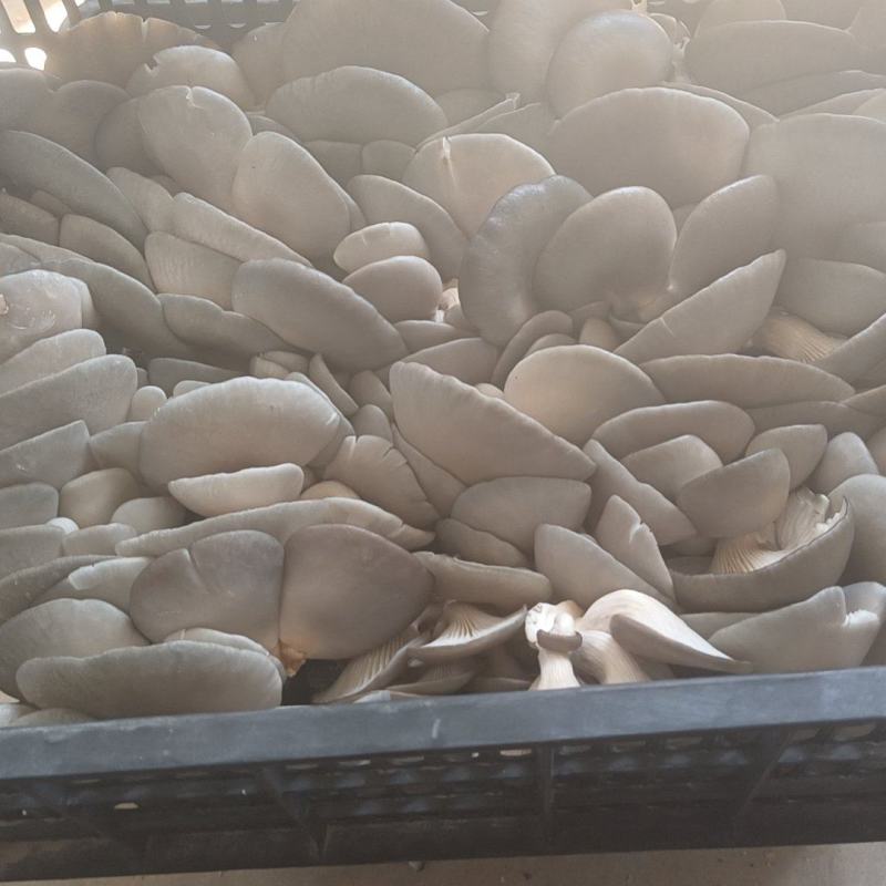 精品蘑菇