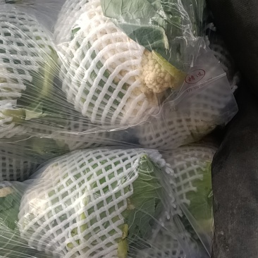 产地直销，有机花，大量有货，价格美丽，需要的新老客户下单