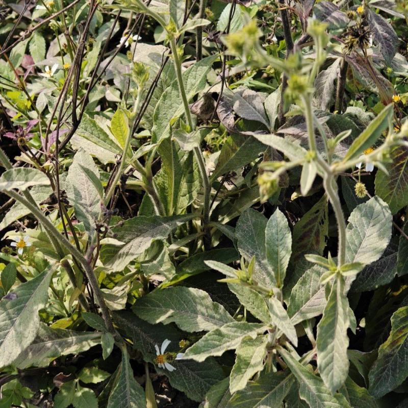 野生地胆草种子地苦胆草草鞋根铁灯柱地胆头中草药牛契埔红花