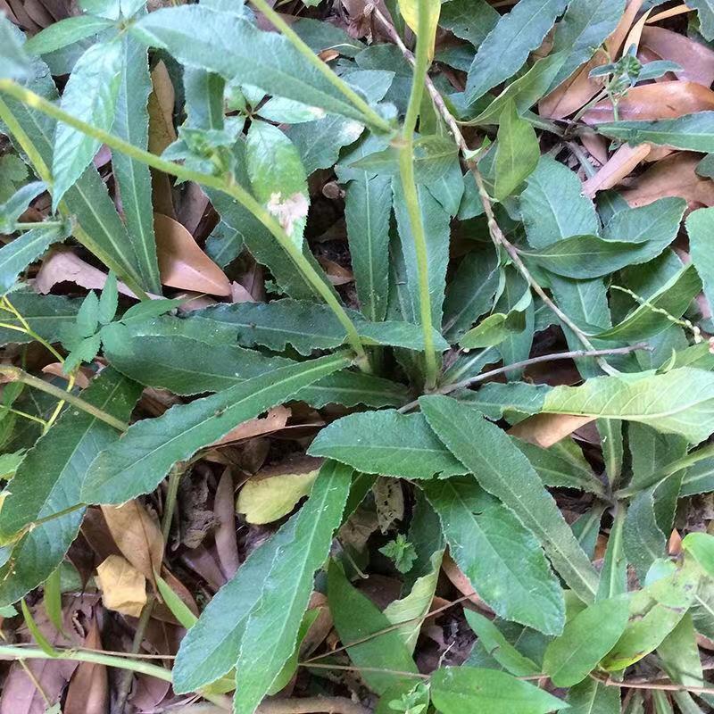野生地胆草种子地苦胆草草鞋根铁灯柱地胆头中草药牛契埔红花