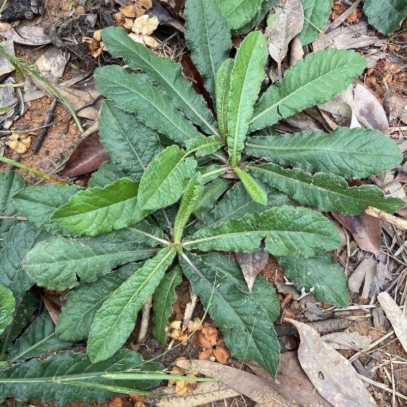 野生地胆草种子地苦胆草草鞋根铁灯柱地胆头中草药牛契埔红花