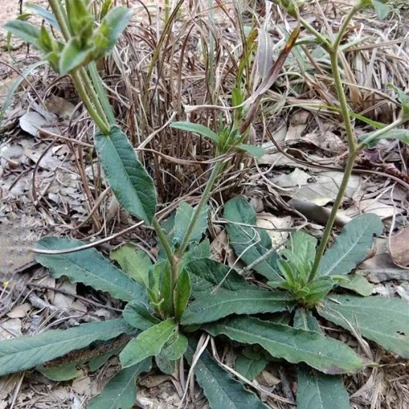 野生地胆草种子地苦胆草草鞋根铁灯柱地胆头中草药牛契埔红花