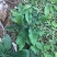 野生地胆草种子地苦胆草草鞋根铁灯柱地胆头中草药牛契埔红花
