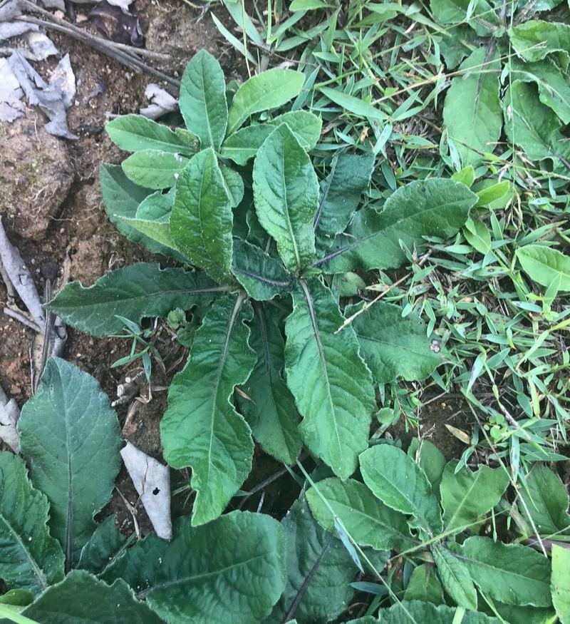 野生地胆草种子地苦胆草草鞋根铁灯柱地胆头中草药牛契埔红花