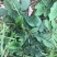 野生地胆草种子地苦胆草草鞋根铁灯柱地胆头中草药牛契埔红花