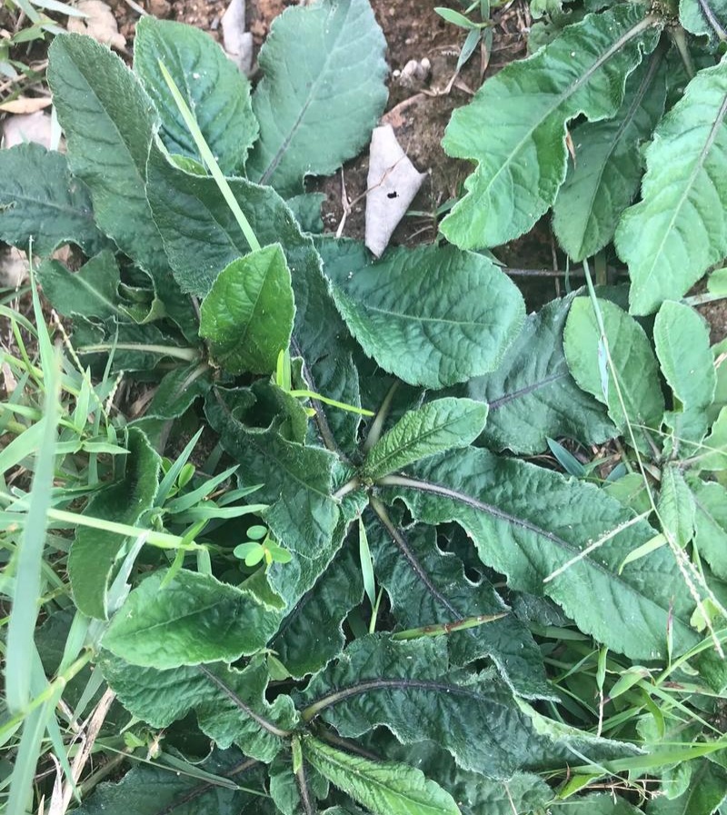 野生地胆草种子地苦胆草草鞋根铁灯柱地胆头中草药牛契埔红花