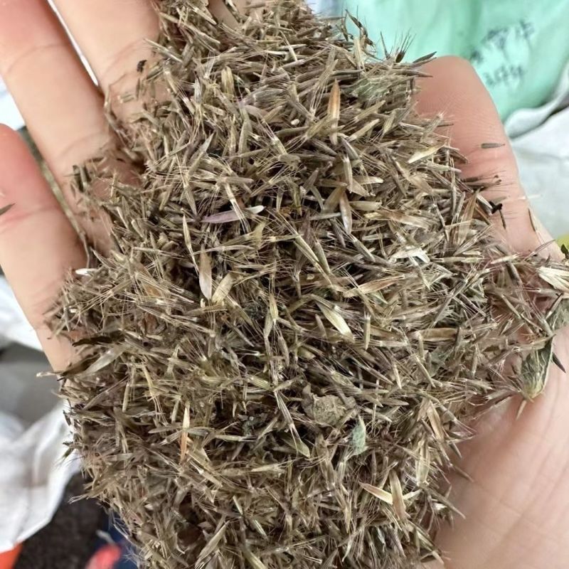 野生地胆草种子地苦胆草草鞋根铁灯柱地胆头中草药牛契埔红花