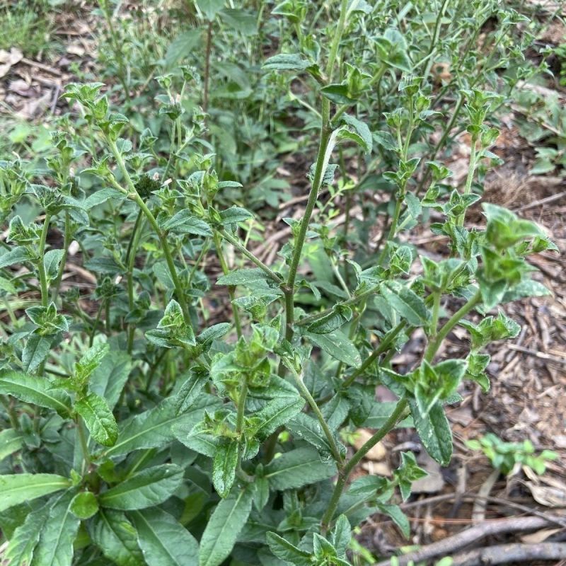 野生地胆草种子地苦胆草草鞋根铁灯柱地胆头中草药牛契埔红花