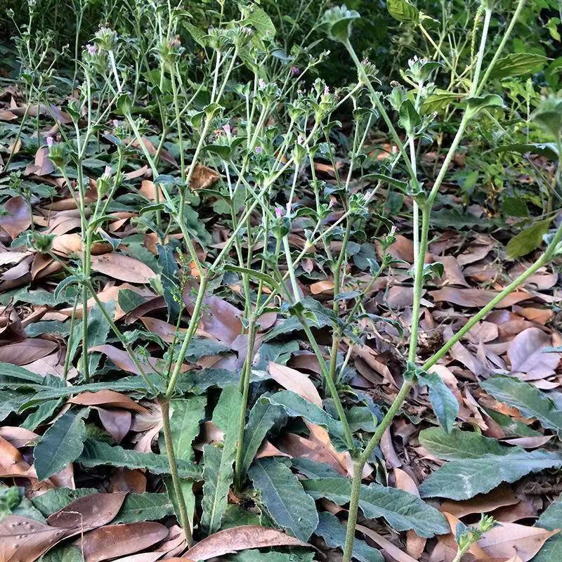 野生地胆草种子地苦胆草草鞋根铁灯柱地胆头中草药牛契埔红花