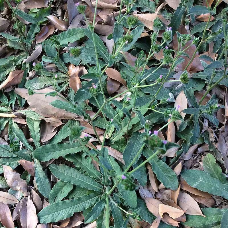 野生地胆草种子地苦胆草草鞋根铁灯柱地胆头中草药牛契埔红花