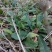 野生地胆草种子地苦胆草草鞋根铁灯柱地胆头中草药牛契埔红花