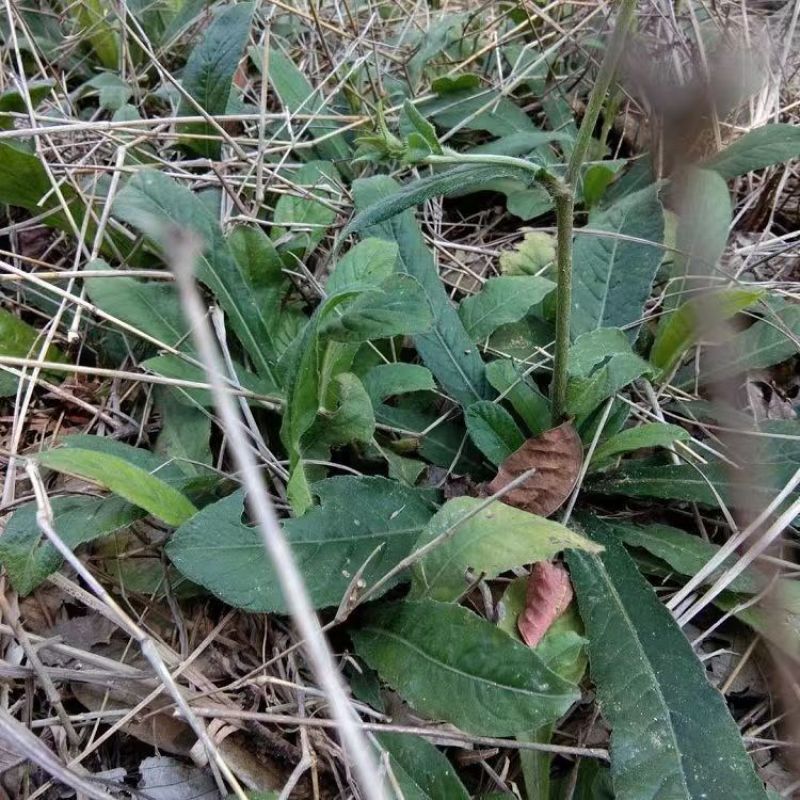 野生地胆草种子地苦胆草草鞋根铁灯柱地胆头中草药牛契埔红花
