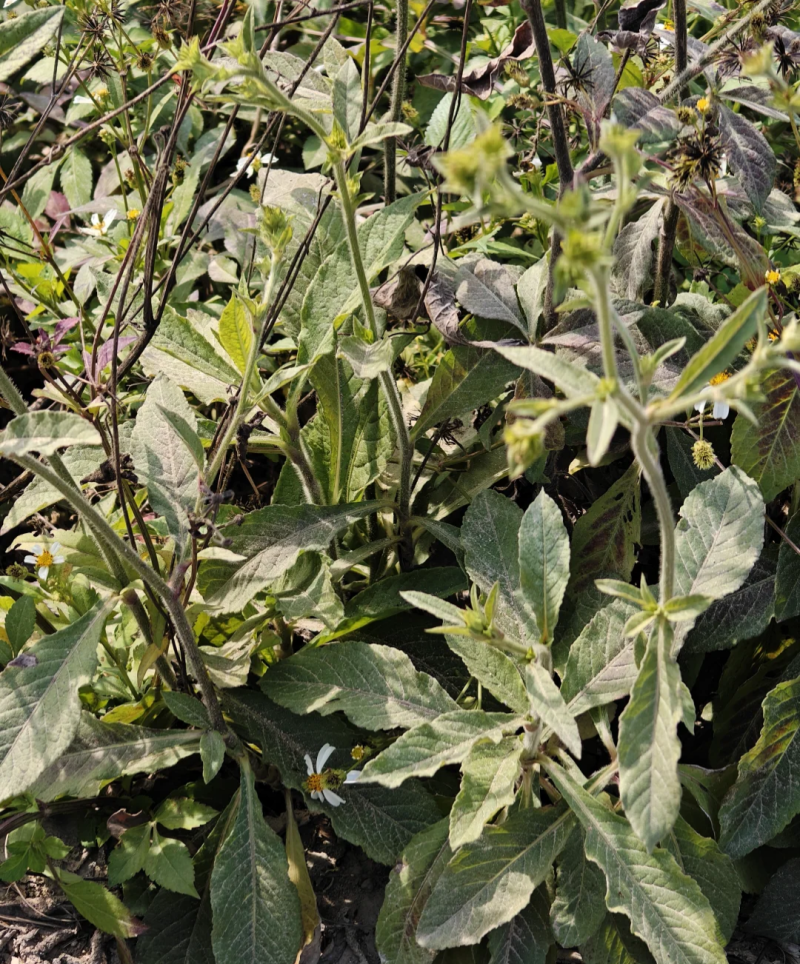野生地胆草种子地苦胆草草鞋根铁灯柱地胆头中草药牛契埔红花