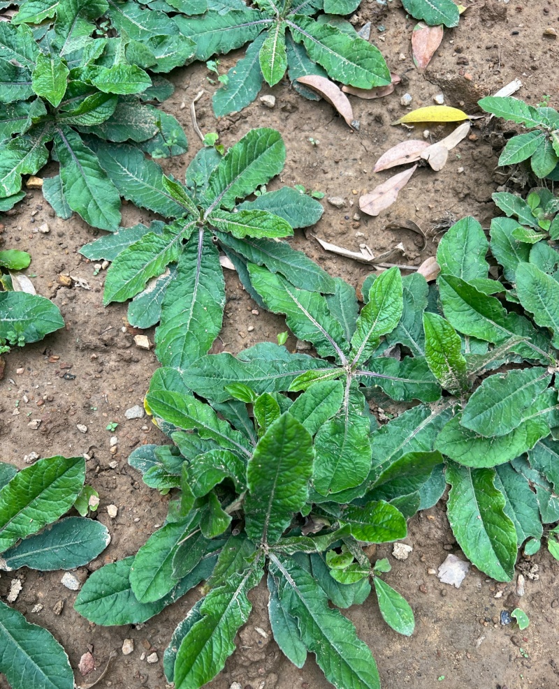 野生地胆草种子地苦胆草草鞋根铁灯柱地胆头中草药牛契埔红花