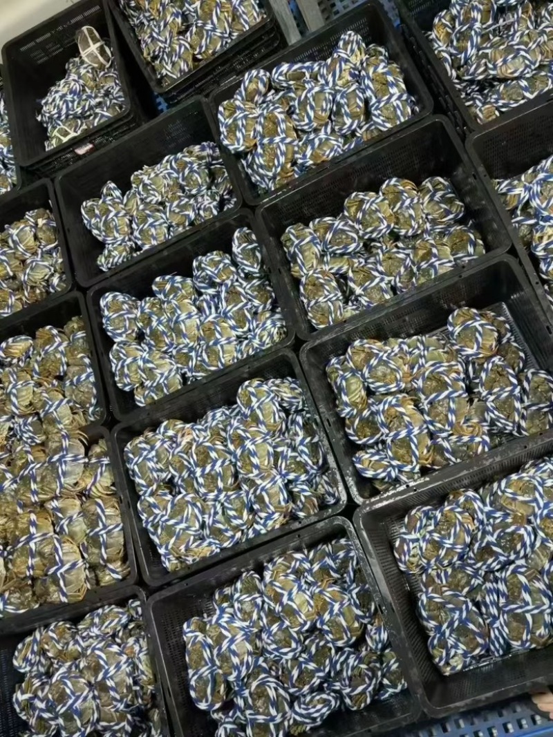 阳澄湖大闸蟹只做精品，质量保证，主营过港