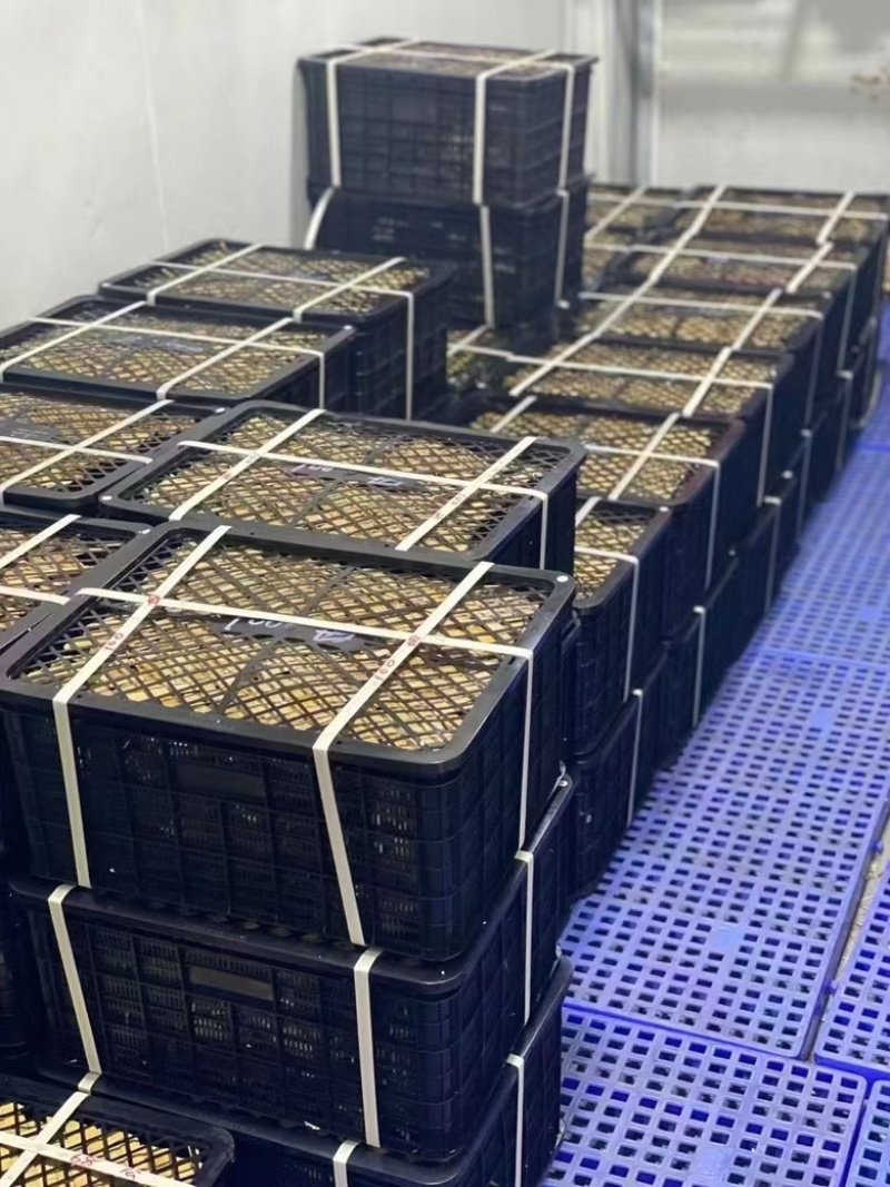 阳澄湖大闸蟹只做精品，质量保证，主营过港