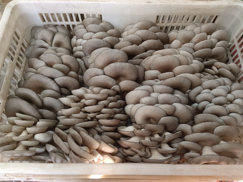 精品蘑菇