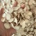 精选白芍2.0看图收货