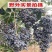 野生天然女贞子泡酒泡水泡茶冬青树籽散装成熟女真子