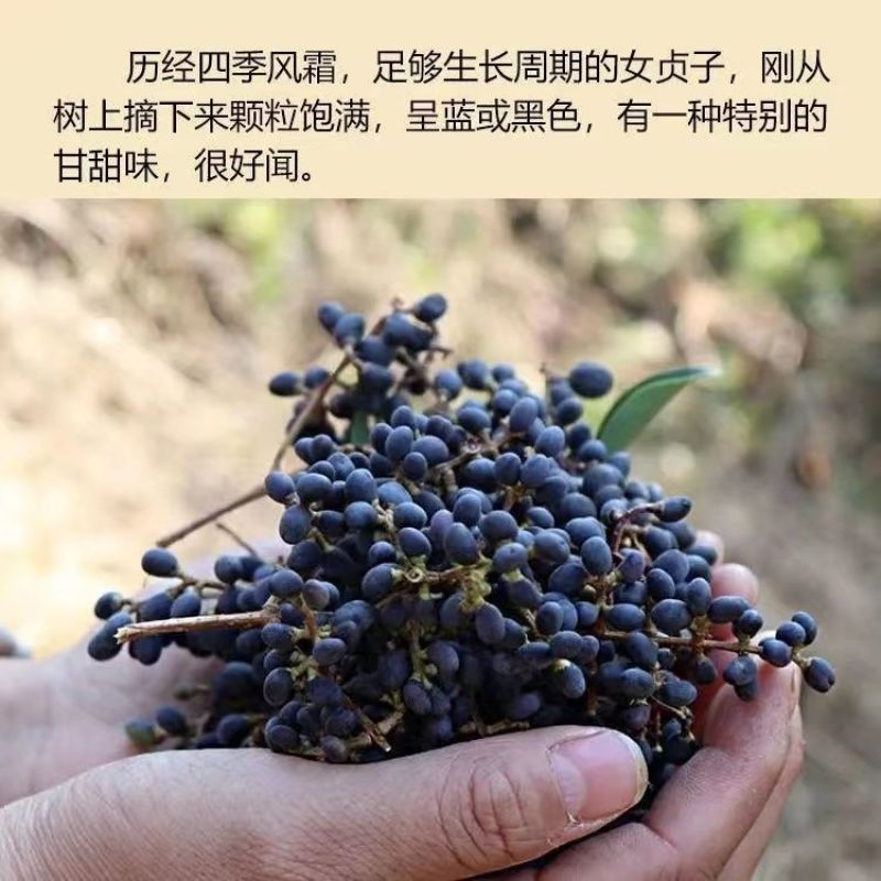 野生天然女贞子泡酒泡水泡茶冬青树籽散装成熟女真子