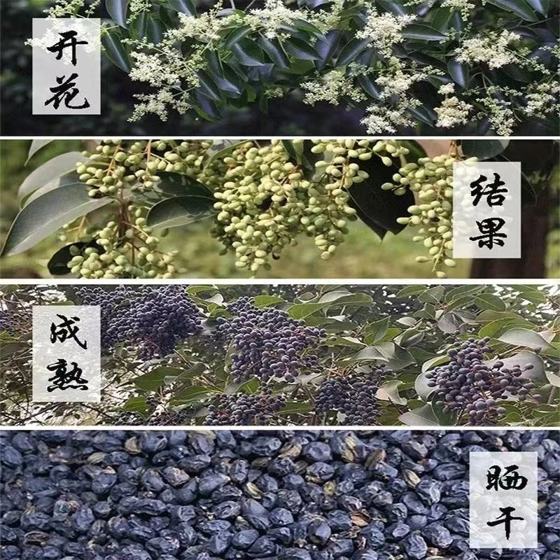 野生天然女贞子泡酒泡水泡茶冬青树籽散装成熟女真子