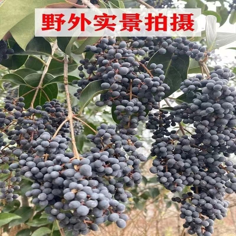 野生天然女贞子泡酒泡水泡茶冬青树籽散装成熟女真子