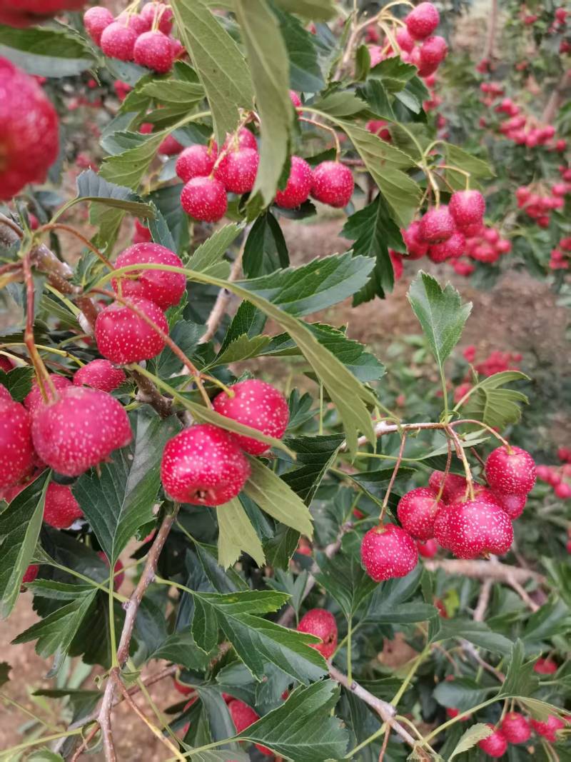 新泰甜红子山楂