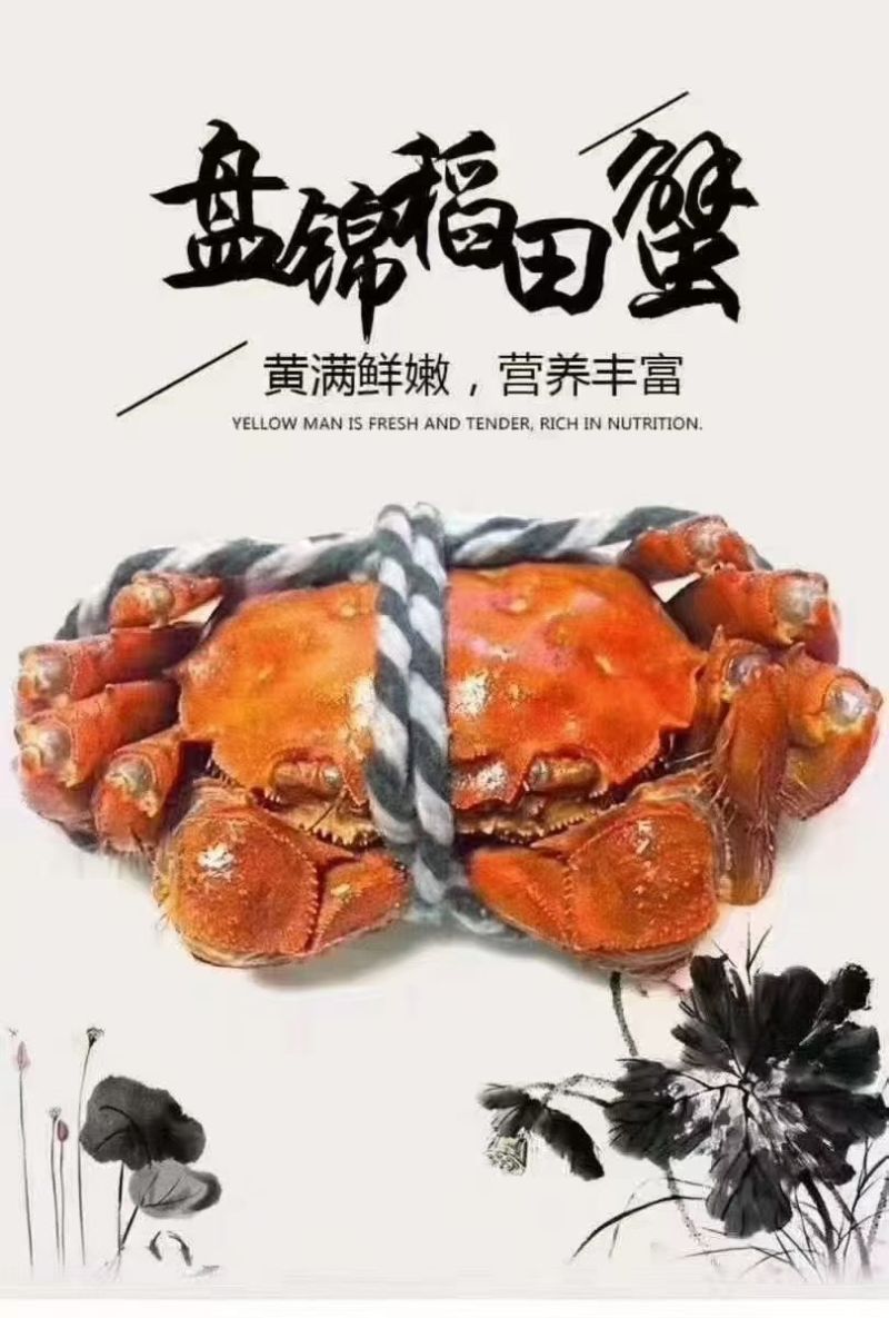 辽宁盘锦河蟹，农家自己养殖，稻田蟹，满膏满黄，大量批发了