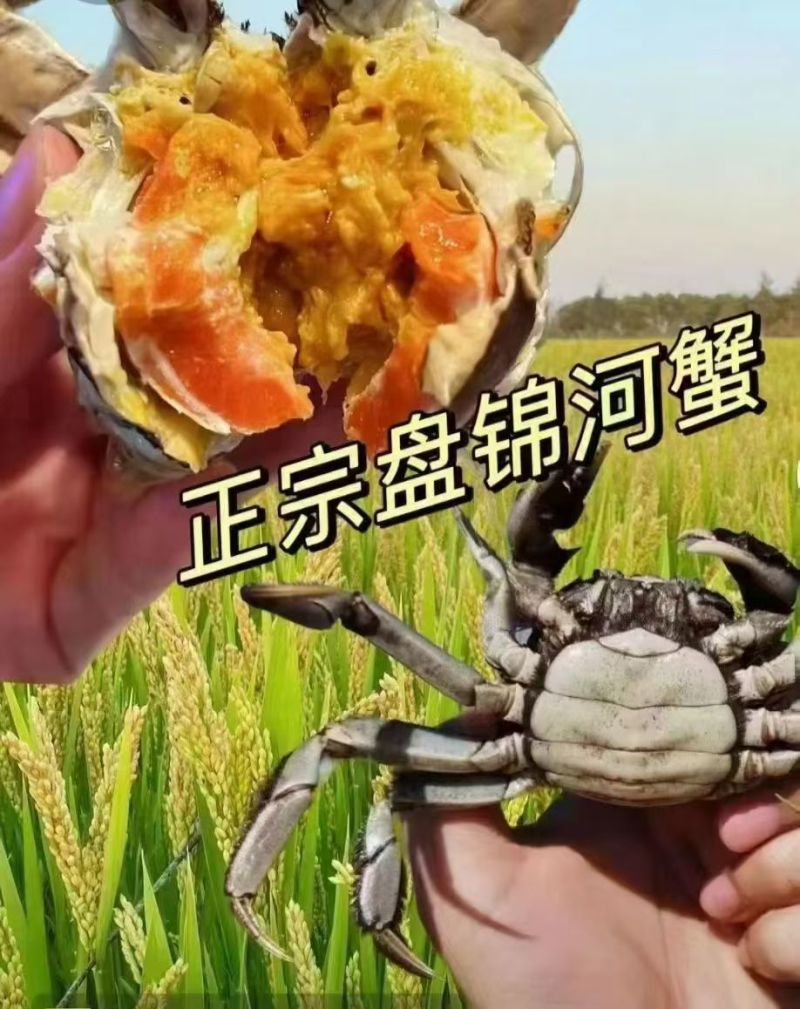 辽宁盘锦河蟹，农家自己养殖，稻田蟹，满膏满黄，大量批发了
