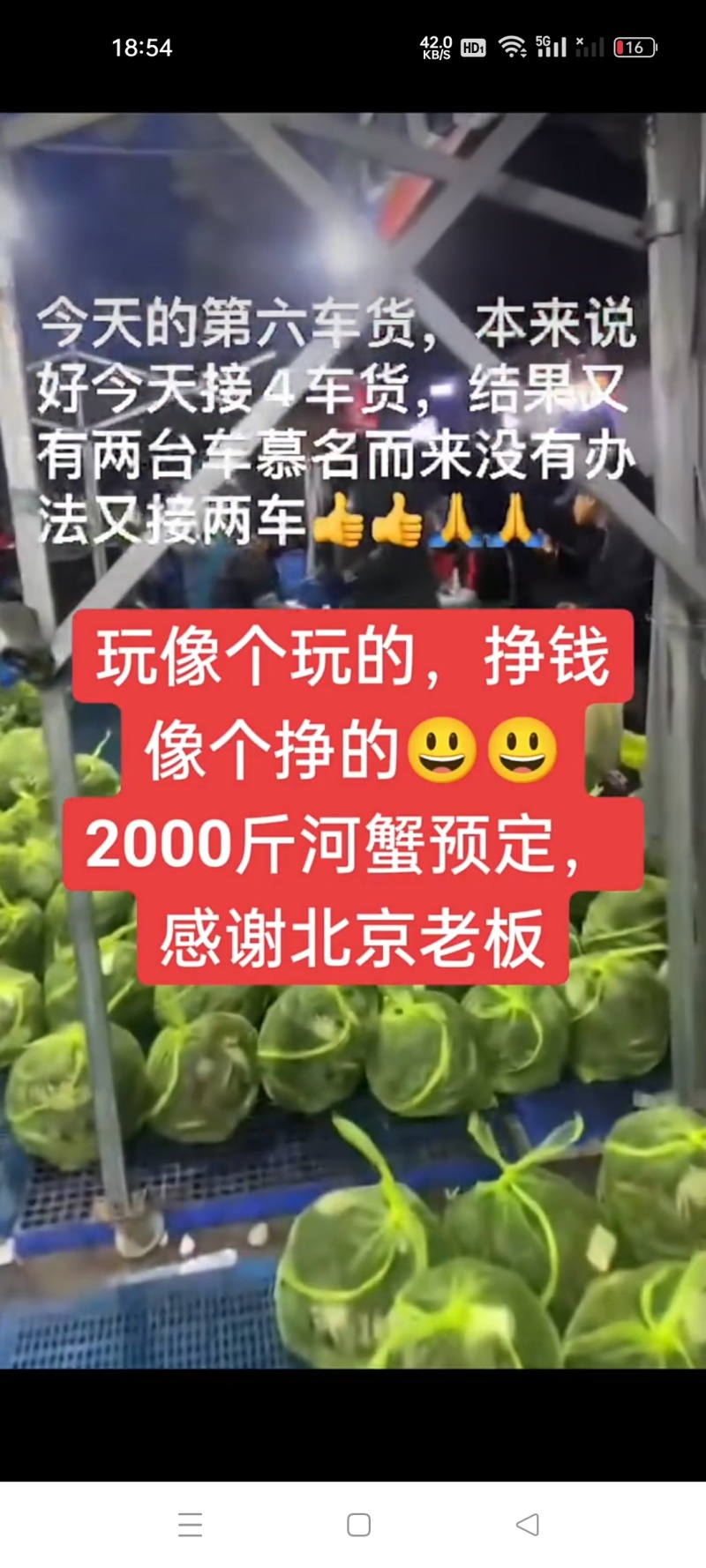 辽宁盘锦河蟹，农家自己养殖，稻田蟹，满膏满黄，大量批发了