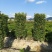 红叶石楠柱高度1.8m一2m，冠幅:70、80cm、1m