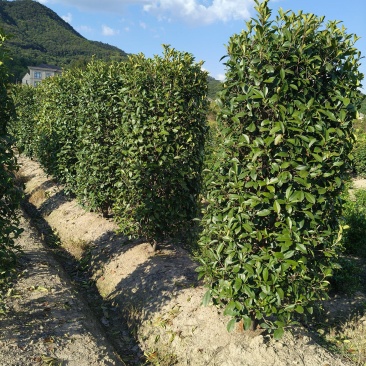红叶石楠柱高度1.8m一2m，冠幅:70、80cm、1m