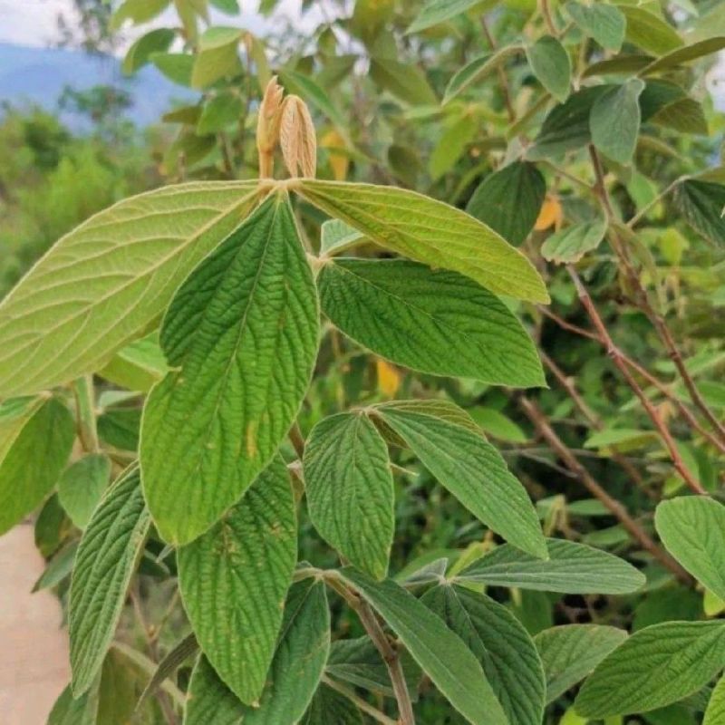 千斤拔种子钻地风一条根千金拔老鼠尾金牛尾调马桩草